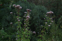 Eupatorium cannabinumKoninginnekruid bestellen